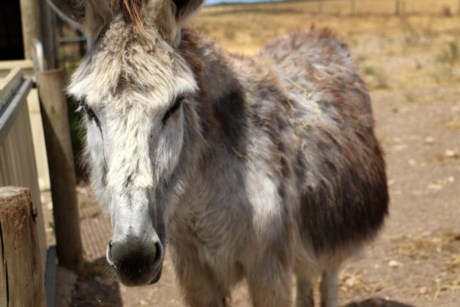 Heather the donkey