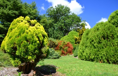Dwarf Fern Lawn