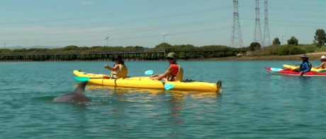 Kayaking with dolphins