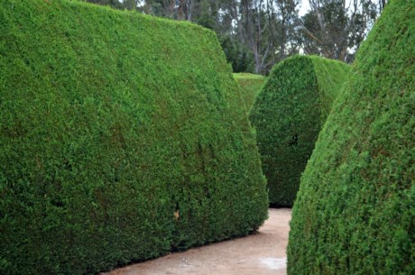 Mintaro Maze