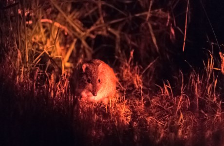 Potoroo