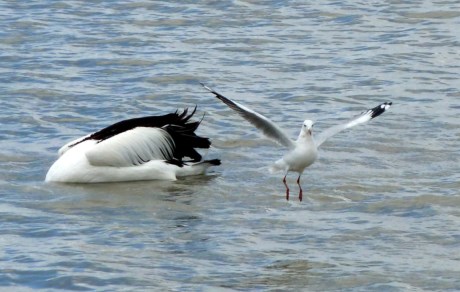 Goolwa