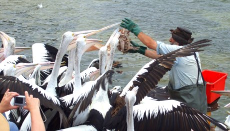 John the Pelican Man